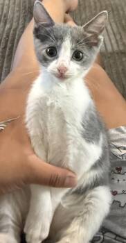 Scout -  Domestic Short Hair Cat Available for Adoption in Davis, California - Scout | PetCurious