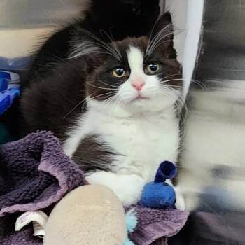 Knife -  Domestic Medium Hair Cat for Adoption in Walker, Michigan - Knife | PetCurious