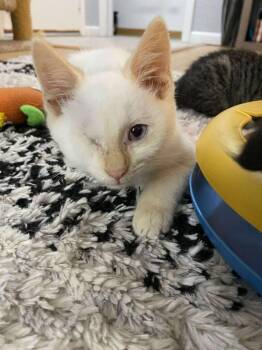 Rescue Siamese Cats for Adoption - Hemingway | PetCurious