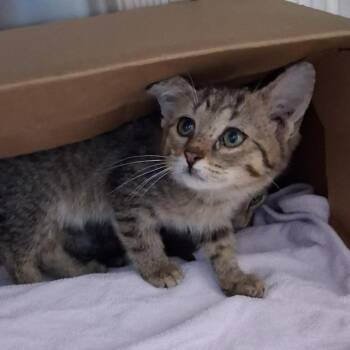 Domestic Short Hair Cats Available for Adoption in Philadelphia, Pennsylvania - Sage & Slate *ringworm* | PetCurious