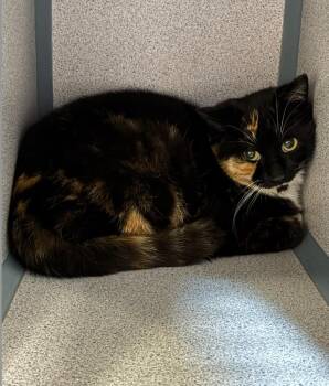 Calico Cats Available for Adoption - Myrna | PetCurious