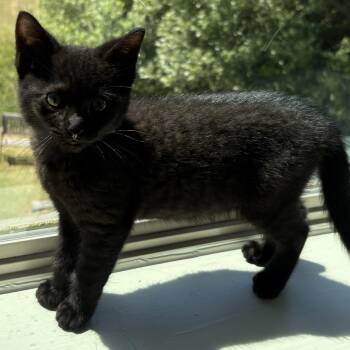 Rescue Bombay Cats for Adoption in Hoquiam, Washington - Ziggy - Fun And Cute! | PetCurious