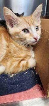 Brisk -  Domestic Short Hair Cat for Adoption in Roseville, California - Brisk | PetCurious