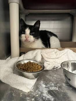 Rescue Domestic Short Hair Cats for Adoption in Fallston, Maryland - La Moule | PetCurious