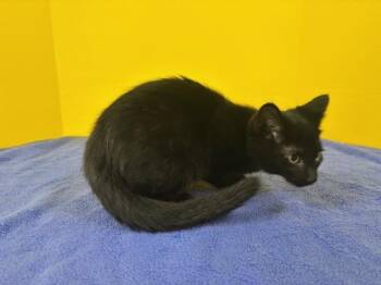 Domestic Short Hair Cats Available for Adoption in Hawk Point, Missouri - Home Run | PetCurious