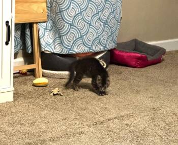 Domestic Short Hair Cats Available for Adoption in Virginia Beach, Virginia - Dash 