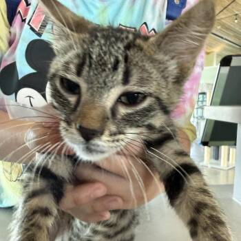 Cricket -  Domestic Short Hair Cat for Adoption in Leander, Texas - Cricket | PetCurious