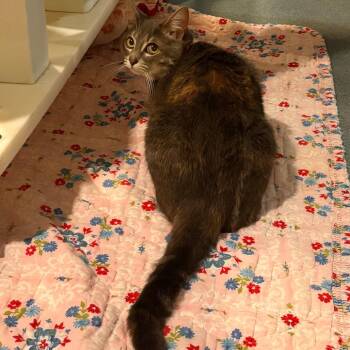 Rainy(Oregano O12 ) -  Domestic Short Hair Cat for Adoption in Edinburg, Texas - Rainy(Oregano O12 ) | PetCurious