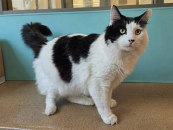 MITCH -  Domestic Medium Hair Cat for Adoption in Martinez, California - MITCH | PetCurious