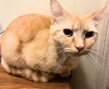 Rescue Tabby Cats for Adoption in Rutherfordton, North Carolina - Sweetie Pie | PetCurious