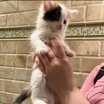 Smores -  Domestic Long Hair Cat for Adoption in Ferndale, Michigan - Smores | PetCurious