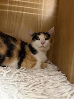 Mica -  Domestic Short Hair Cat for Adoption in Alafaya, Florida - Mica | PetCurious