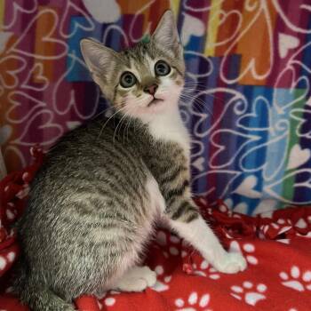 Flannel -  Domestic Short Hair Cat for Adoption - Flannel | PetCurious
