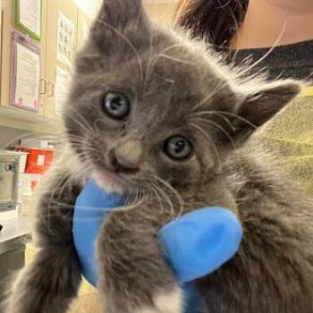 Domestic Short Hair Cats Available for Adoption in Las Vegas, Nevada - RAMONA FLOWERS | PetCurious
