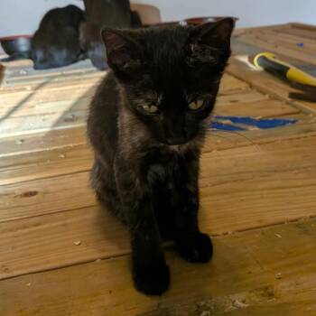 Shelby -  American Shorthair Cat for Adoption in Mount Vernon, Arkansas - Shelby | PetCurious