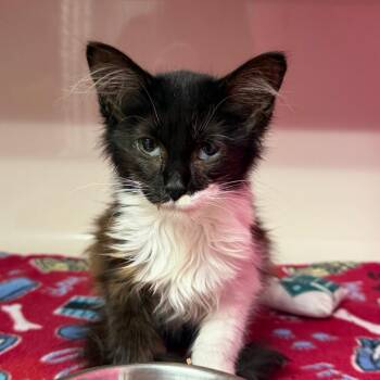 Cherry -  Domestic Long Hair Cat for Adoption in Watertown, New York - Cherry | PetCurious