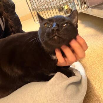 Dorothy -  Domestic Short Hair Cat for Adoption in Bristol, Indiana - Dorothy | PetCurious
