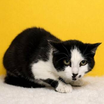 Domestic Short Hair Cats Available for Adoption in Binghamton, New York - Double Dutch Bus | PetCurious
