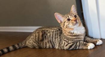Espie -  Domestic Short Hair Cat for Adoption in Kansas City, Missouri - Espie | PetCurious