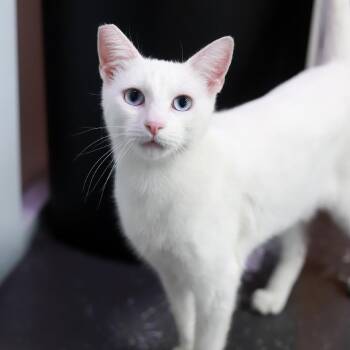 Garfunkel -  Domestic Short Hair Cat for Adoption in Los Angeles, California - Garfunkel | PetCurious