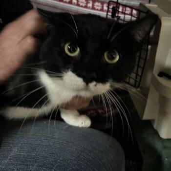Boston -  Domestic Short Hair Cat for Adoption in Hemet, California - Boston | PetCurious