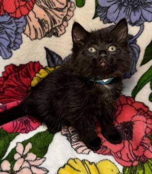 Domestic Medium Hair and Domestic Short Hair Cats Available for Adoption in Missoula, Montana - Pacer | PetCurious