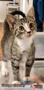 George Clawney -  Domestic Short Hair Cat for Adoption in Douglasville, Georgia - George Clawney | PetCurious