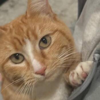 Domestic Short Hair Cats Available for Adoption - Leo | PetCurious