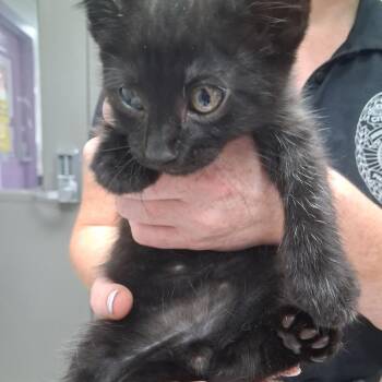 Waffle -  Domestic Short Hair Cat for Adoption in Lufkin, Texas - Waffle | PetCurious