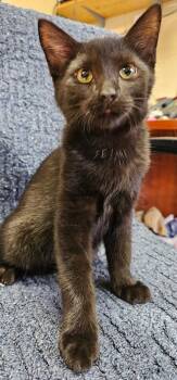 Paul McCATney -  Domestic Long Hair Cat for Adoption in Greensburg, Indiana - Paul McCATney | PetCurious