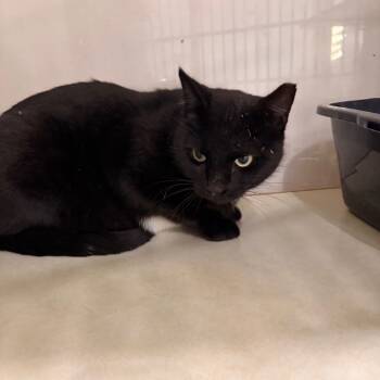 Rescue Domestic Short Hair Cats for Adoption in Harlingen, Texas - Luna | PetCurious