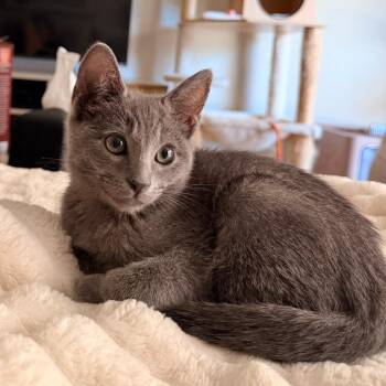 Seamoss -  Domestic Short Hair Cat for Adoption in Los Angeles, California - Seamoss | PetCurious