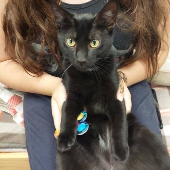 Rescue Domestic Short Hair Cats for Adoption in Williamsport, Pennsylvania - Rudy Cizek | PetCurious