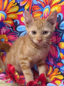 Morris -  Domestic Short Hair Cat for Adoption in Ocean Springs, Mississippi - Morris | PetCurious