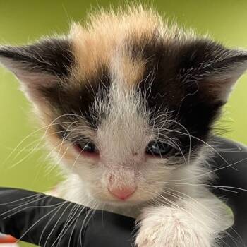 Rescue Domestic Short Hair Cats for Adoption in Las Cruces, New Mexico - Thelma | PetCurious