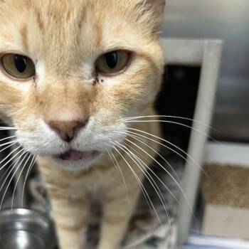 Domestic Short Hair Cats Available for Adoption in San Antonio, Texas - 2-2 | PetCurious