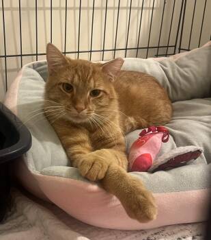 Rescue Domestic Short Hair Cats for Adoption in Columbia, Missouri - Amos | PetCurious