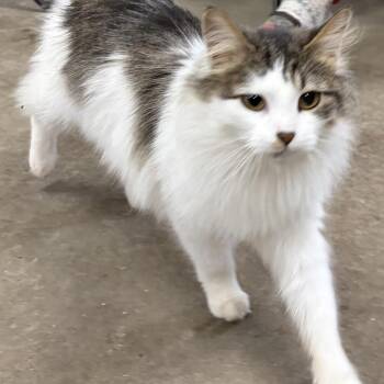Domestic Long Hair Cats Available for Adoption - Cookie | PetCurious