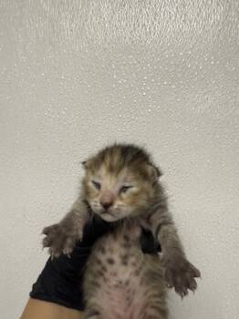 Rescue Domestic Short Hair Cats for Adoption in San Bernardino, California - MARGARET | PetCurious