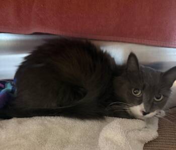 Nimbus -  Domestic Short Hair Cat Available for Adoption in Hyde Park, New York - Nimbus | PetCurious