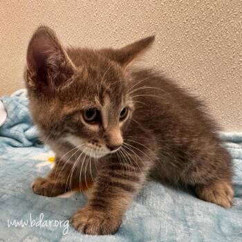Dr. Emmett -  Domestic Short Hair Cat for Adoption in Cheyenne, Wyoming - Dr. Emmett | PetCurious