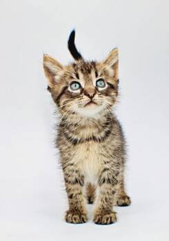 Domestic Short Hair Cats Available for Adoption in Morton Grove, Illinois - Legend | PetCurious