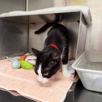 Solstice -  Domestic Medium Hair Cat for Adoption in Buffalo, New York - Solstice | PetCurious