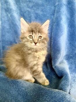 Aster 26 -  Maine Coon and Domestic Long Hair Cat for Adoption in Nashville, Tennessee - Aster 26 | PetCurious