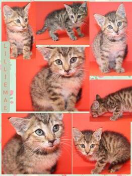LILLIE MAE -  Domestic Short Hair Cat for Adoption in Kenansville, North Carolina - LILLIE MAE | PetCurious