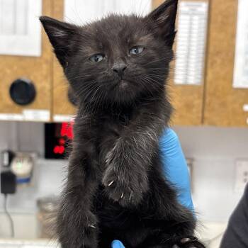Bobbi -  Domestic Short Hair Cat for Adoption in West Palm Beach, Florida - Bobbi | PetCurious