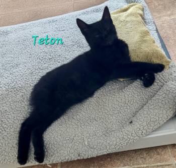Teton -  Domestic Short Hair Cat for Adoption in Penndel, Pennsylvania - Teton | PetCurious