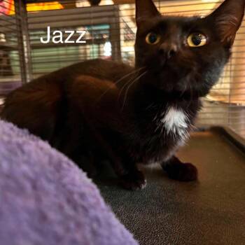 Jazz -  Domestic Short Hair Cat for Adoption in Nampa, Idaho - Jazz | PetCurious