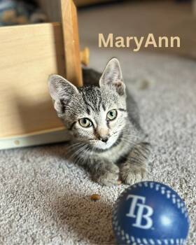 MaryAnn -  Domestic Short Hair Cat for Adoption in Largo, Florida - MaryAnn | PetCurious