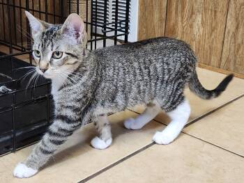 Tabby Cats Available for Adoption in Linden, New Jersey - Stella | PetCurious